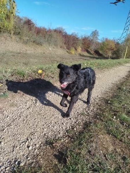 ❤ Manni auf der Suche nach seinem Für-immer-Zuhause 🐾