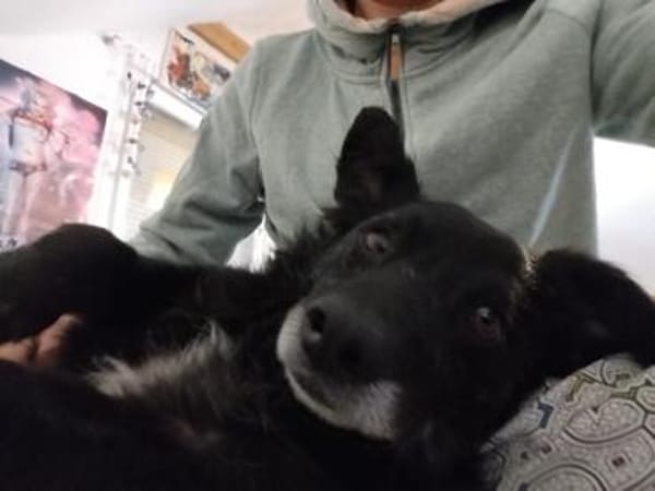 ❤ Manni auf der Suche nach seinem Für-immer-Zuhause 🐾