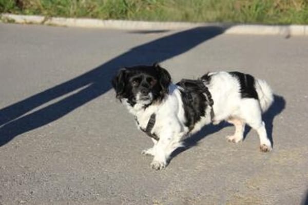 Odo - kleiner Mann sucht seine Menschen