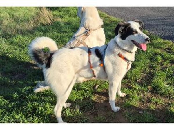 Abby - wartet in 96160 Geiselwind