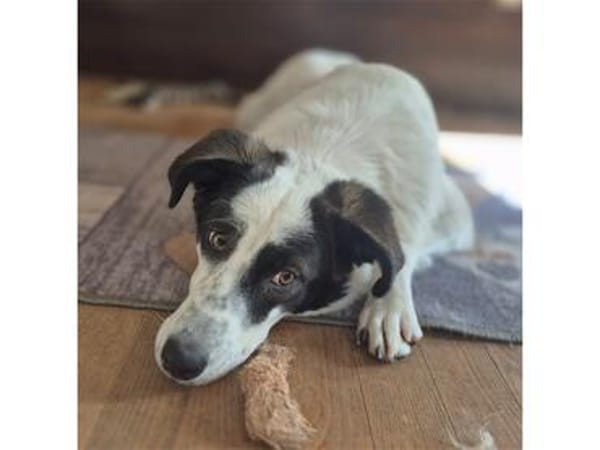 Abby - wartet in 96160 Geiselwind