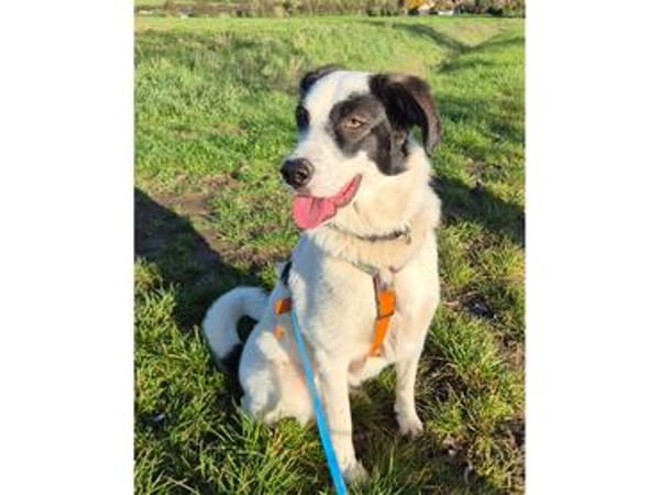 Abby - wartet in 96160 Geiselwind