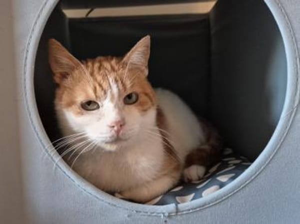 Ragu sucht ruhiges Zuhause