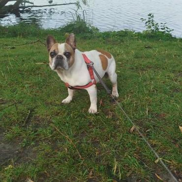 Pupi - Senior sucht sein Für-immer-Zuhause