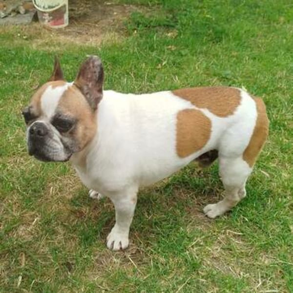 Pupi - Senior sucht sein Für-immer-Zuhause