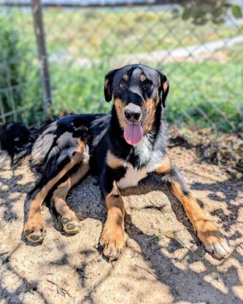 Käpten Balou sucht seine Crew