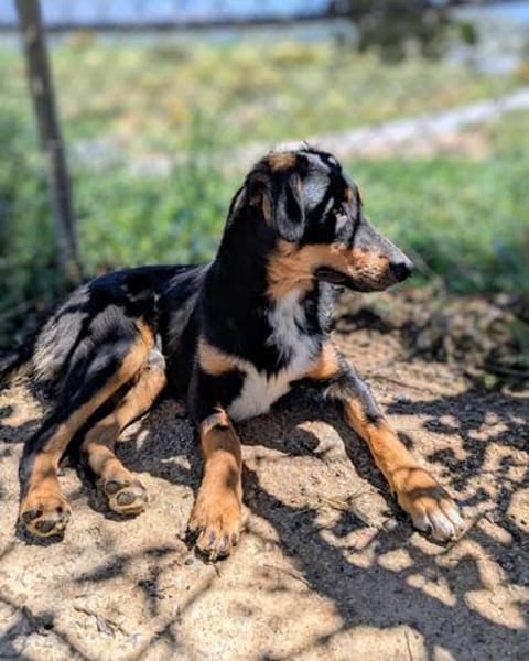 Käpten Balou sucht seine Crew