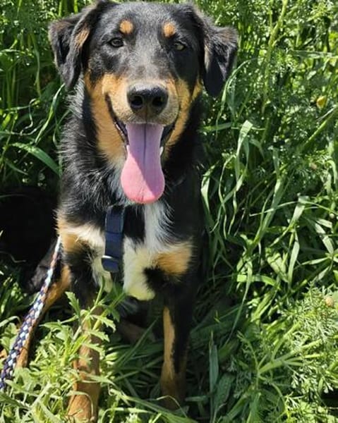 Käpten Balou sucht seine Crew