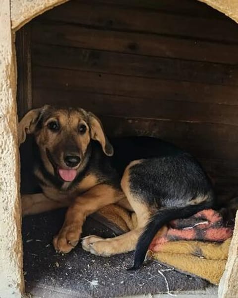 Amelie sucht mit Eifer ihr zu Hause