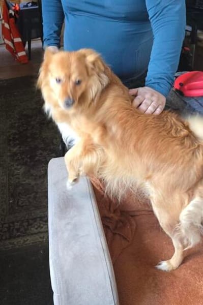 Simba sucht ein Zuhause