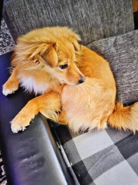 Simba sucht ein Zuhause