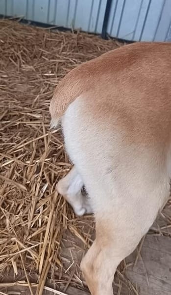 Leo  ein kleiner Kämpfer, der endlich erfahren soll, was Li