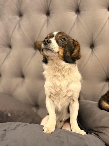 Louie - ein kleiner Herzensbrecher sucht sein Glück