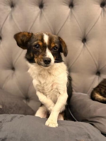 Louie - ein kleiner Herzensbrecher sucht sein Glück