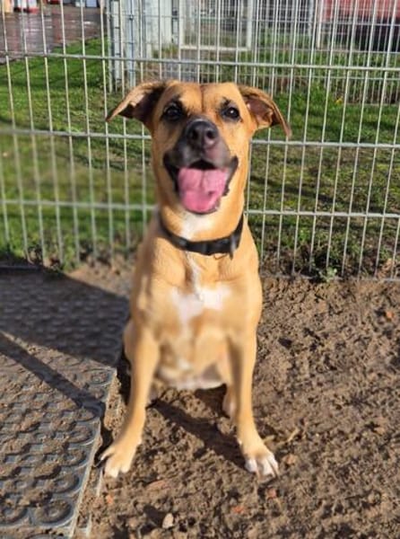 Khalissi sucht ein neues Zuhause!