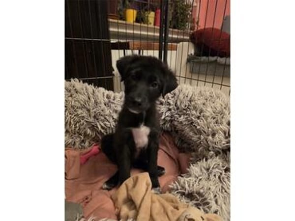 Skai - wartet in 97440 Werneck