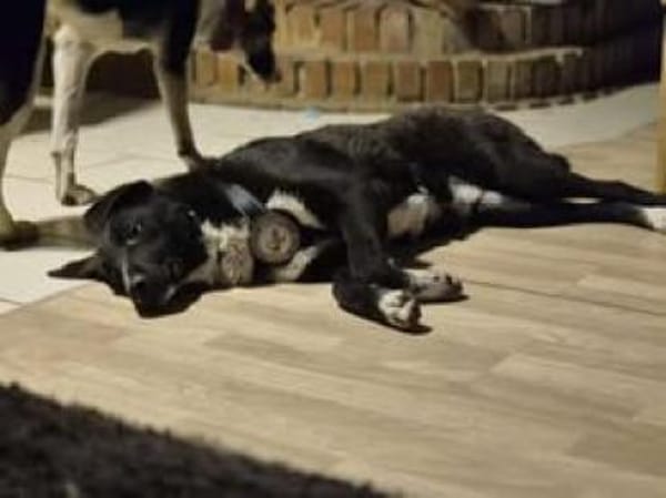 Joschi sucht seine Familie für immer