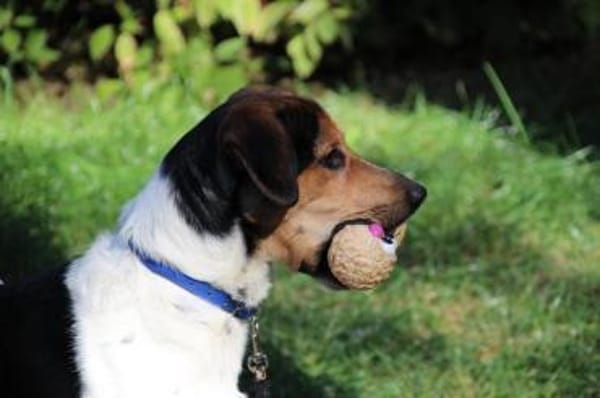 Boji sucht geduldige Besitzer