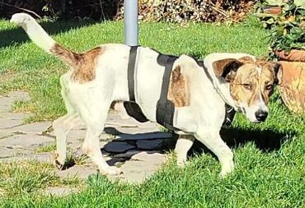 Theo sucht seine Herzensmenschen!