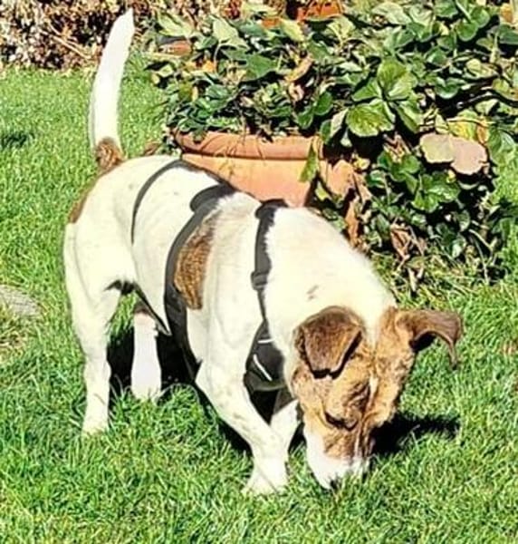Theo sucht seine Herzensmenschen!