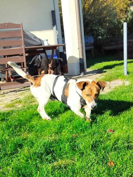 Theo sucht seine Herzensmenschen!