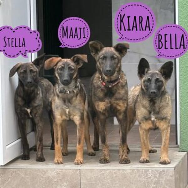 Stella eine kleine sanfte Mimosenblüte