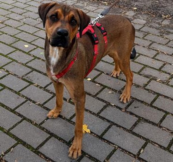 Shavo wartet im Tierheim Sulzbach