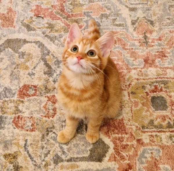 Peanut
