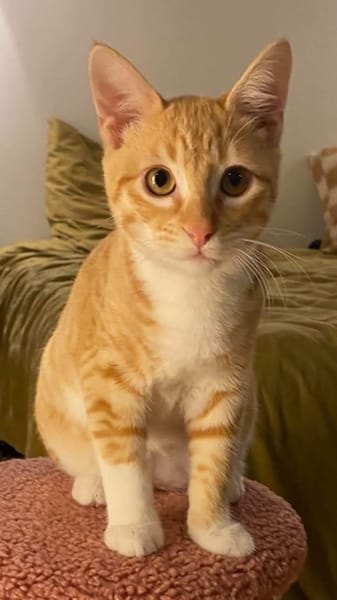 PÉPIN À ADOPTER AVEC UN CHAT DÉJÀ PRÉSENT CHEZ VOUS