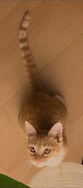 PÉPIN À ADOPTER AVEC UN CHAT DÉJÀ PRÉSENT CHEZ VOUS