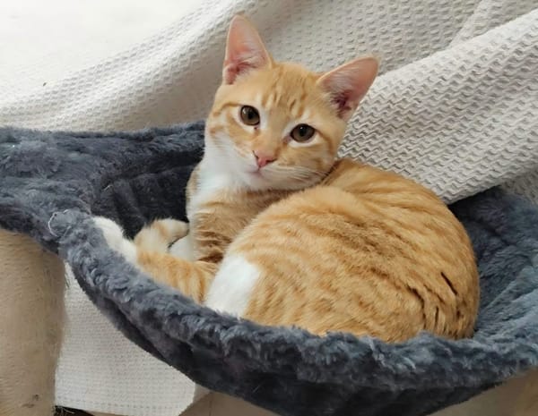 PÉPIN À ADOPTER AVEC UN CHAT DÉJÀ PRÉSENT CHEZ VOUS