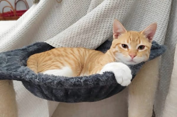 PÉPIN À ADOPTER AVEC UN CHAT DÉJÀ PRÉSENT CHEZ VOUS