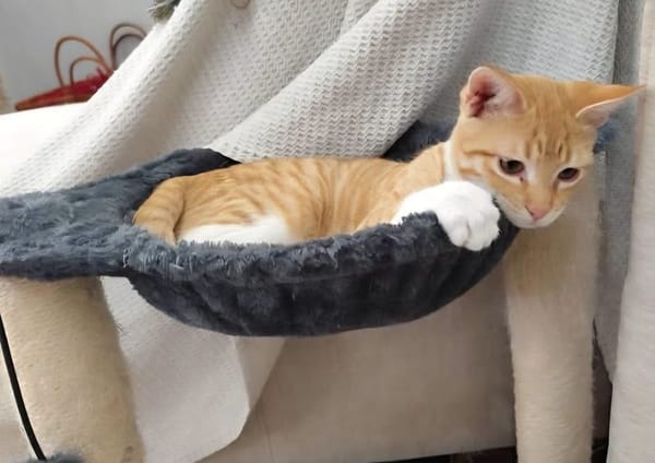 PÉPIN À ADOPTER AVEC UN CHAT DÉJÀ PRÉSENT CHEZ VOUS