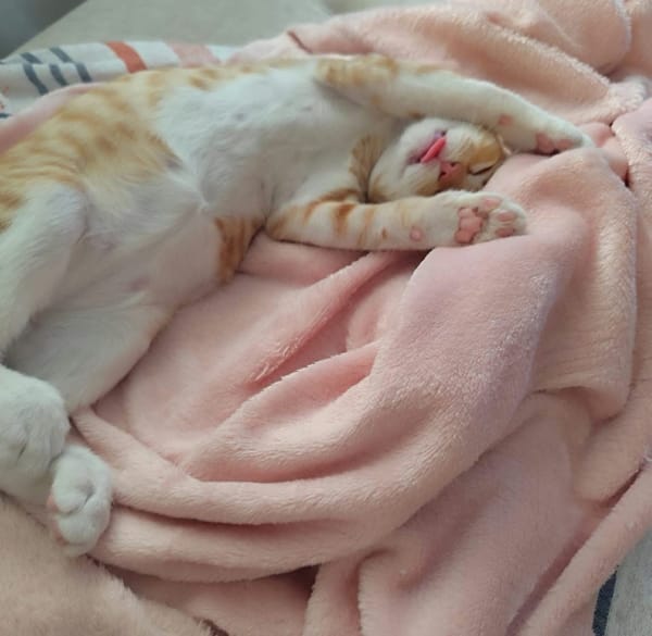 PÉPIN À ADOPTER AVEC UN CHAT DÉJÀ PRÉSENT CHEZ VOUS