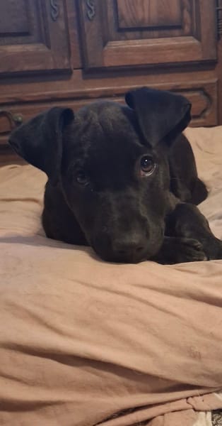KALI