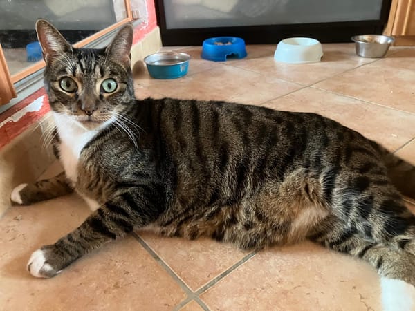 TIGROU