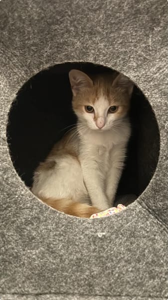 Bella
