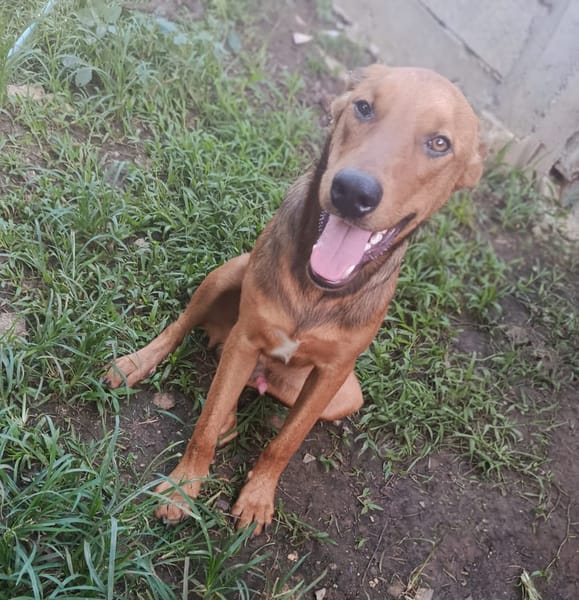 ZIGGY