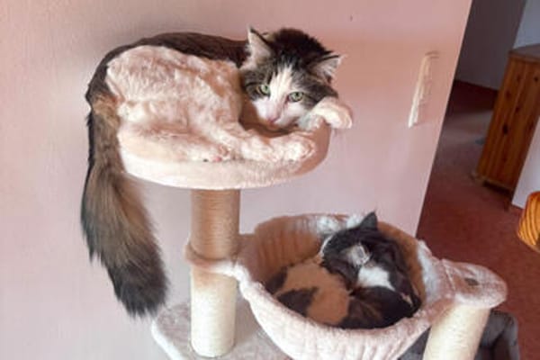 LUTZ + MR.JINGLES: gemeinsamer Neuanfang bei Maine Coon Fans