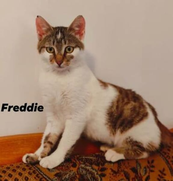 Rosie & Freddie Traumpärchen suchen Traumzuhause