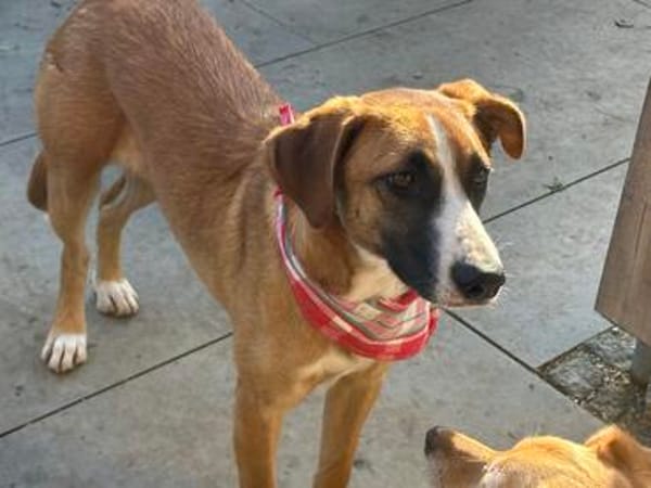 TIMMY  sucht sein Für-immer-Zuhause