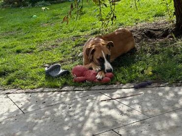 TIMMY  sucht sein Für-immer-Zuhause