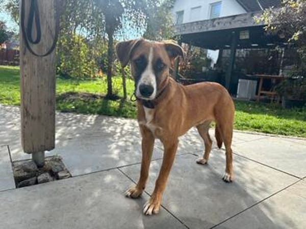 TIMMY  sucht sein Für-immer-Zuhause