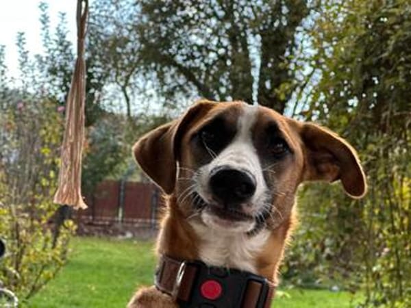 TIMMY  sucht sein Für-immer-Zuhause