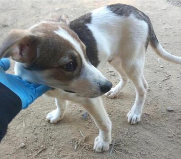 Rocky will an deiner Seite wachsen /PLZ  82284