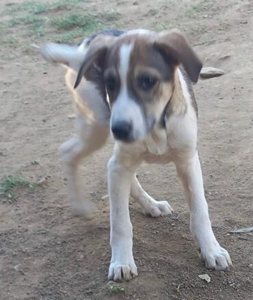Rocky will an deiner Seite wachsen /PLZ  82284
