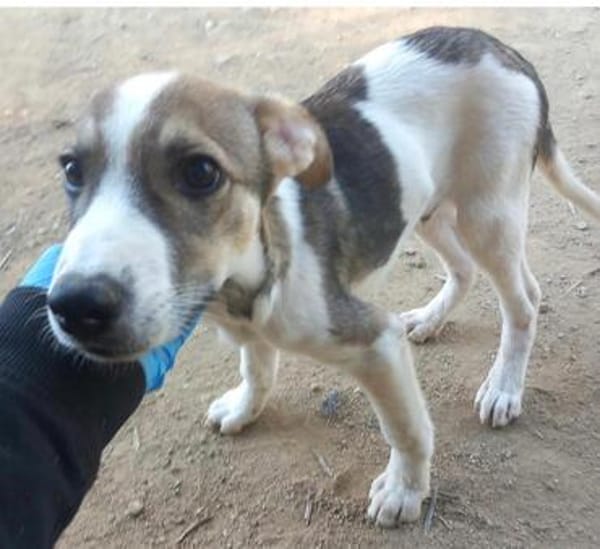 Rocky will an deiner Seite wachsen /PLZ  82284