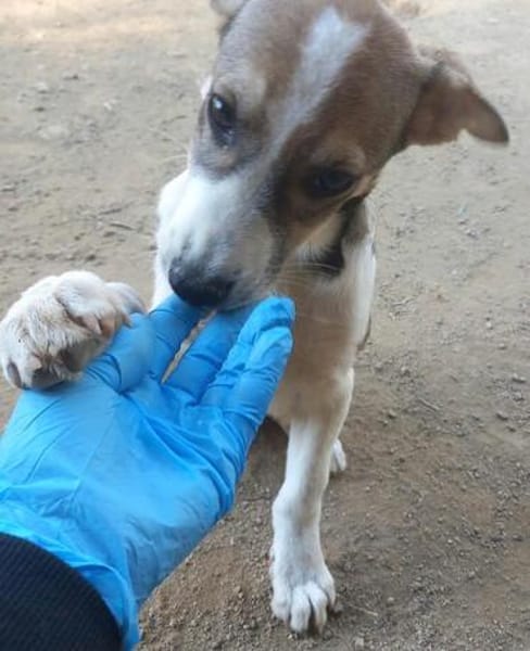 Rocky will an deiner Seite wachsen /PLZ  82284