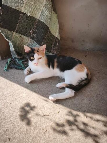 Liebe, hübsche Katze Profica