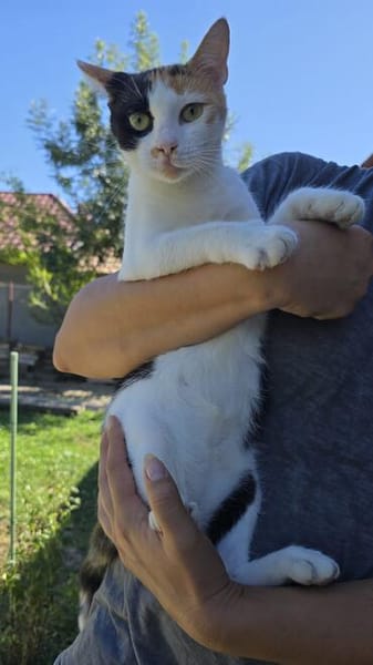 Liebe, hübsche Katze Profica